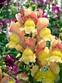 ANTIRRHINUM MAJUS SNAPPER BICOLOR YELLOW