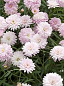 ARGYRANTHEMUM FRUTESCENS ANGELIC PINK SILK