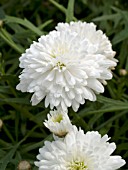 ARGYRANTHEMUM FRUTESCENS ANGELIC SNOW