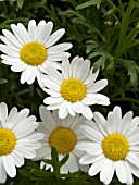 ARGYRANTHEMUM FRUTESCENS NEPTUNE