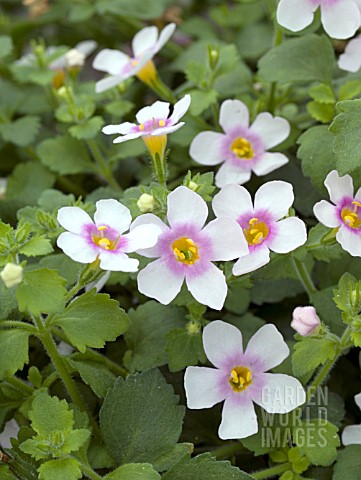 BACOPA_SCOPIA_GREAT_PINK_RING