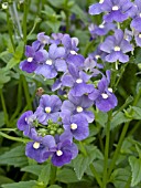 NEMESIA FRUTICANS NESIA ROYAL BLUE