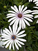 OSTEOSPERMUM OSTICA BLUE EYE