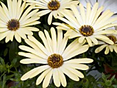 OSTEOSPERMUM OSTICA CHAMPAGNE