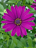 OSTEOSPERMUM OSTICA DARK PURPLE