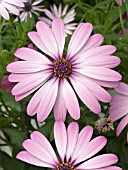 OSTEOSPERMUM OSTICA LILAC