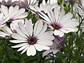 OSTEOSPERMUM OSTICA PURPLE EYE