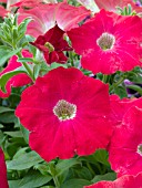 PETUNIA CASCADIAS DEEP RED