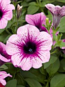 PETUNIA CASCADIAS PINK SPARK