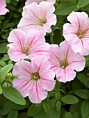 PETUNIA LITTLETUNIA PINK