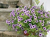 PETUNIA LITTLETUNIA VIOLET