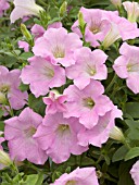 PETUNIA PETITUNIA PINK DREAM