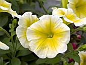 PETUNIA SUNRAY