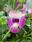 TORENIA MAGENTA MOON