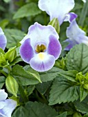 TORENIA MIDNIGHT MOON