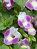 TORENIA ROSE MOON