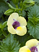 TORENIA YELLOW MOON