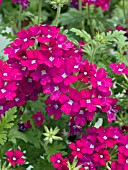 VERBENA DONALENA RASPBERRY