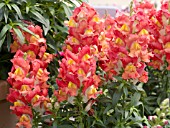 ANTIRRHINUM MAJUS KIM ORANGE BICOLOR