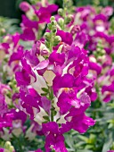 ANTIRRHINUM MAJUS KIM PURPLE AND WHITE