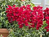 ANTIRRHINUM MAJUS KIM SCARLET