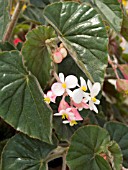 BEGONIA IKON BLUSH WHITE