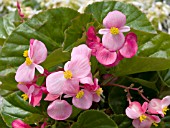 BEGONIA SEMPERFLORENS STARA DEEP ROSE