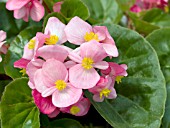 BEGONIA SEMPERFLORENS STARA PINK