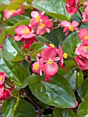 BEGONIA SEMPERFLORENS STARA RED