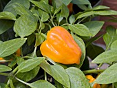 CAPSICUM ANNUUM MOHAWK