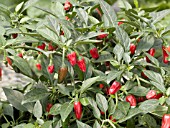 CAPSICUM FRUTESCENS APACHE