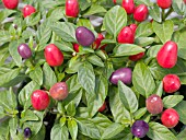 CAPSICUM FRUTESCENS LOCO PURPLE