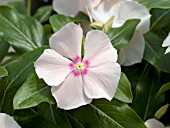 CATHARANTHUS ROSEUS COBRA PEACH