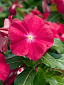 CATHARANTHUS ROSEUS COBRA RED WITH EYE