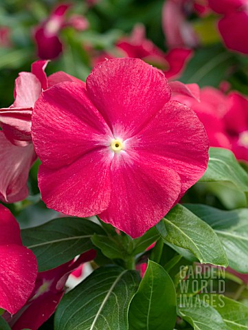 CATHARANTHUS_ROSEUS_COBRA_RED_WITH_EYE
