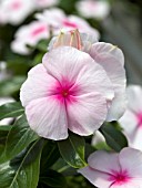 CATHARANTHUS ROSEUS SUN DEVIL STRAWBERRY TWIST