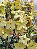 NICOTIANA ALATA PERFUME ANTIQUE LIME