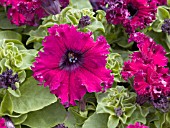 PETUNIA FRILLYTUNIA BURGUNDY