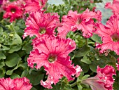 PETUNIA FRILLYTUNIA TROPICAL RED