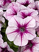 PETUNIA HORIZON BLACKCURRANT SUNDAE