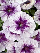 PETUNIA HORIZON BLUEBERRY SUNDAE