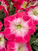 PETUNIA HORIZON RED HALO