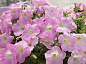 PETUNIA RAPIDE PINK MORN