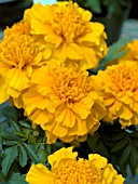 TAGETES PATULA ZENITH ORANGE