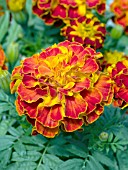 TAGETES PATULA ZENITH RED