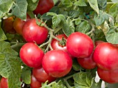 TOMATO TOTEM