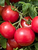TOMATO TOTEM