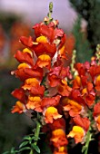 ANTIRRHINUM MAJUS SOLSTICE ORANGE TRICOLOR