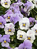 VIOLA WILLIAMSII YES COCONUT FROST