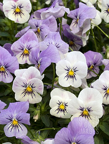 VIOLA_WILLIAMSII_YES_COCONUT_FROST
